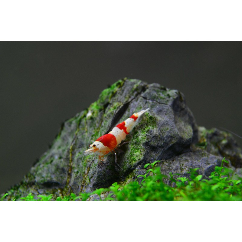 Red Crystal Shrimp 0,8-1,2cm (10 Adet)